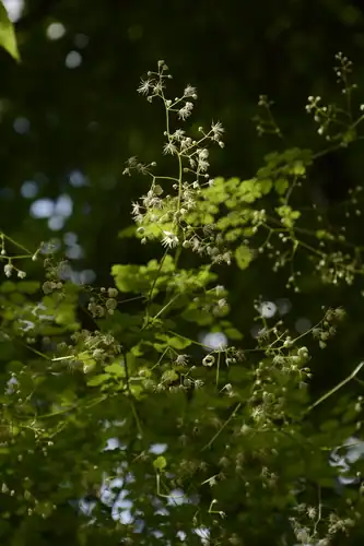 Foto dokumenter Thalictrum foliolosum