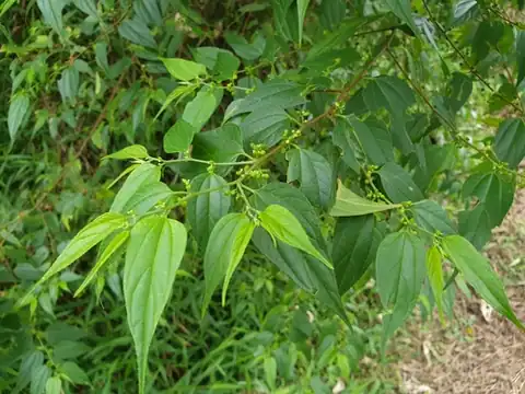 Foto dokumenter Trema cannabina