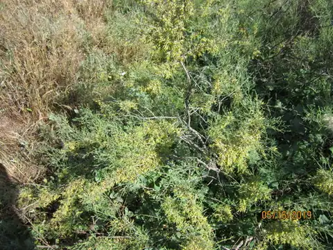 Foto dokumenter Tamarix gracilis