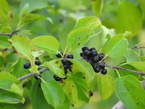 Foto dokumenter Rhamnus cathartica