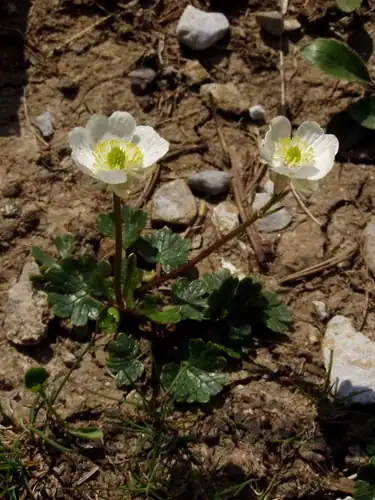 Foto dokumenter Ranunculus alpestris