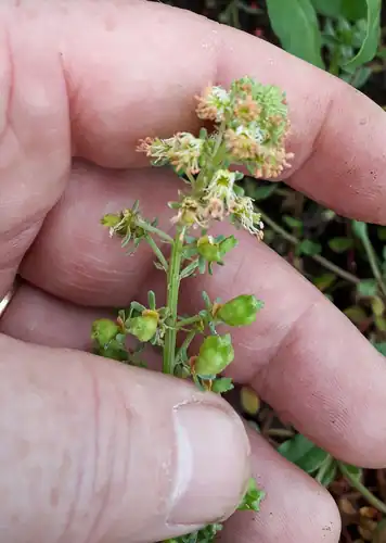 Foto dokumenter Reseda odorata