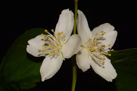 Foto dokumenter Philadelphus pubescens
