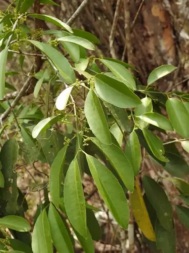 Foto dokumenter Pristimera celastroides