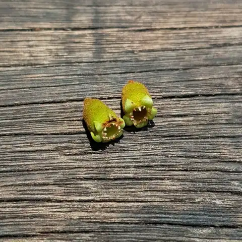 Foto dokumenter Pellacalyx axillaris