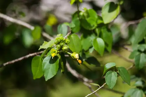Foto dokumenter Pavonia paludicola