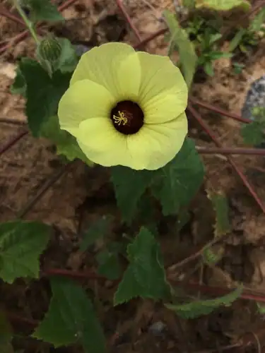 Foto dokumenter Pavonia cancellata
