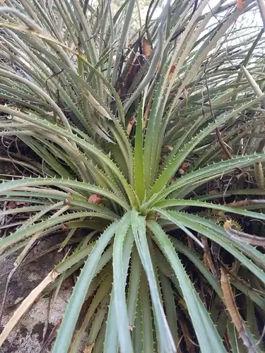 Foto dokumenter Ochagavia carnea