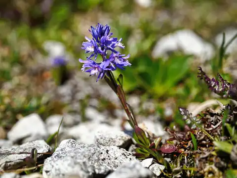 Foto dokumenter Polygala amara