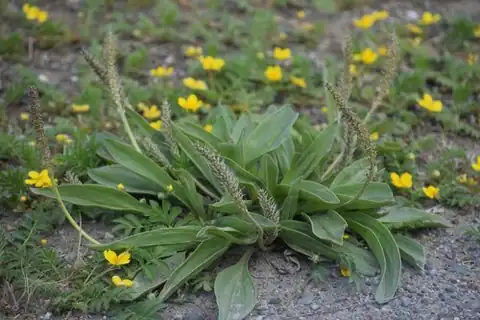 Foto dokumenter Plantago eriopoda