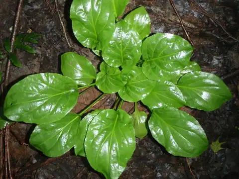 Foto dokumenter Plantago cordata