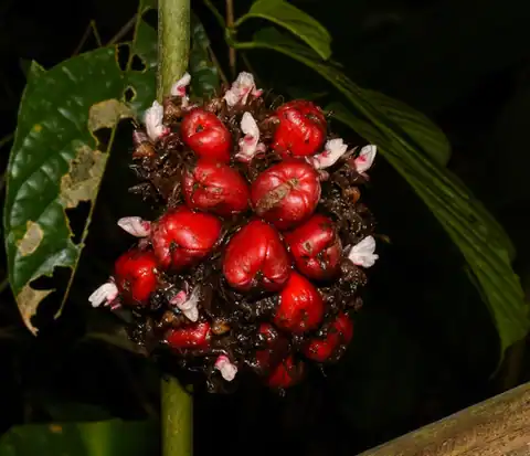 Foto dokumenter Phrynium pubinerve