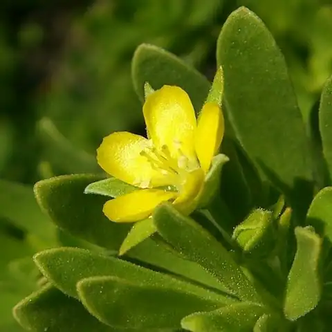 Foto dokumenter Suriana maritima
