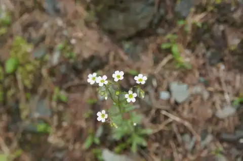 Foto dokumenter Saxifraga adscendens