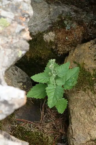 Foto dokumenter Scrophularia altaica