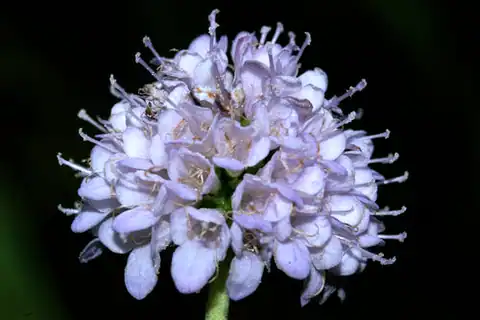 Foto dokumenter Succisella inflexa