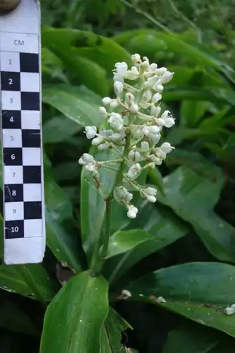 Foto dokumenter Pollia secundiflora
