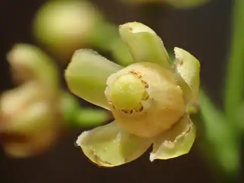 Foto dokumenter Swietenia macrophylla