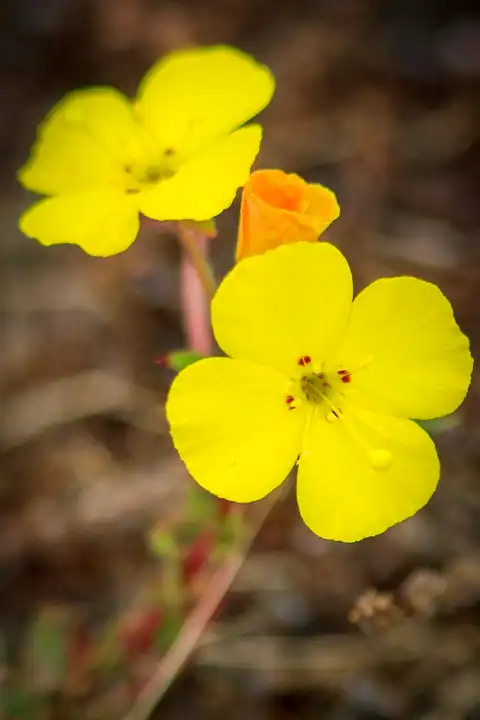 Foto dokumenter Camissoniopsis bistorta