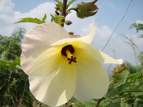 Foto dokumenter Abelmoschus manihot