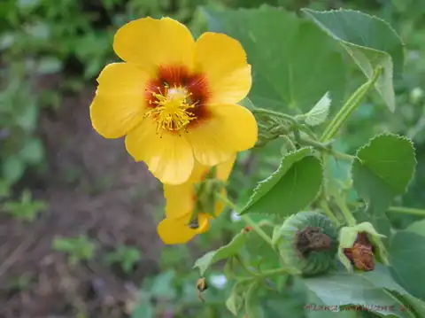 Foto dokumenter Abutilon hirtum