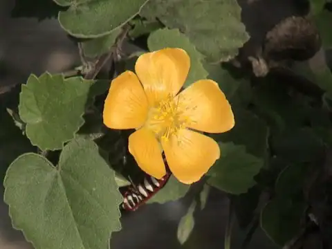 Abutilon indicum, dicatat sumber sebagai Abutilon indicum var. indicum.