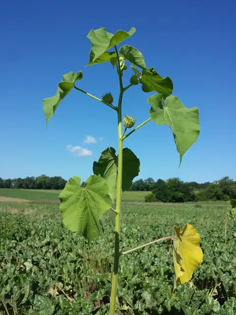 Foto dokumenter Abutilon theophrasti