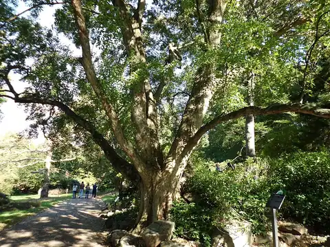 Foto dokumenter Acer buergerianum