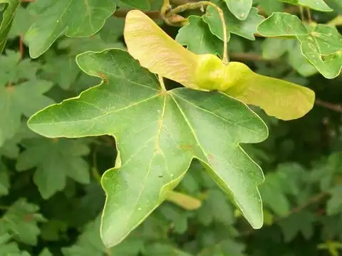 Foto dokumenter Acer campestre