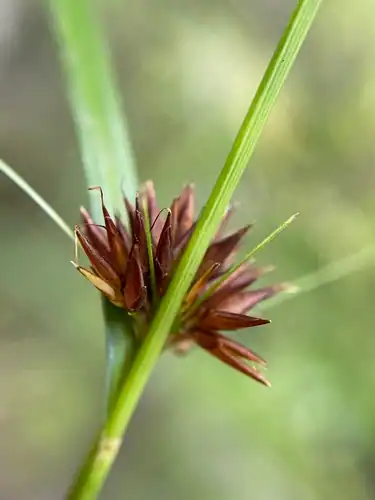 Foto dokumenter Rhynchospora chalarocephala