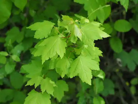 Foto dokumenter Acer rubrum