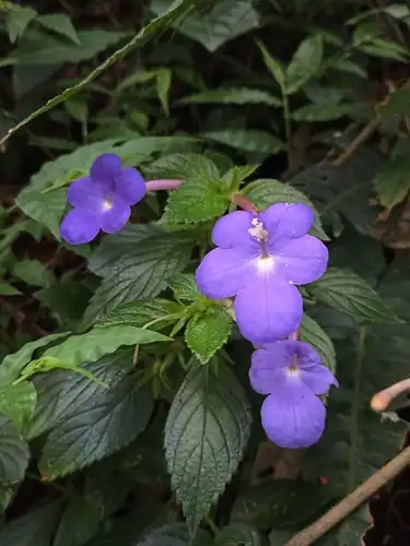 Foto dokumenter Achimenes longiflora