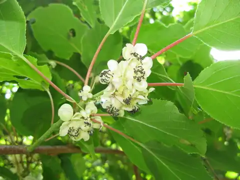 Foto dokumenter Actinidia arguta