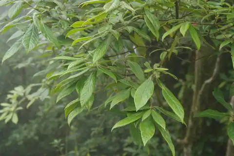 Foto dokumenter Actinodaphne mushaensis