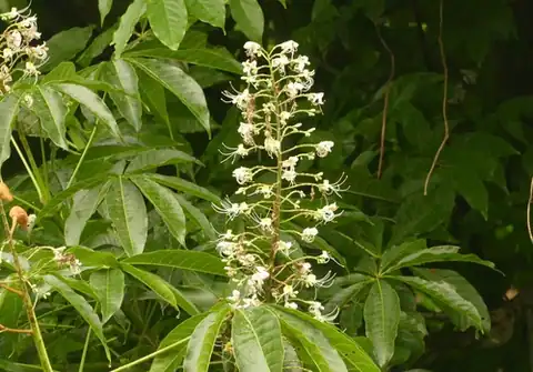 Foto dokumenter Aesculus assamica