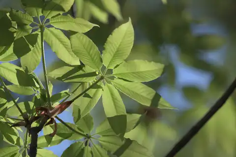 Foto dokumenter Aesculus chinensis