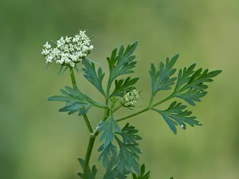 Foto dokumenter Aethusa cynapium