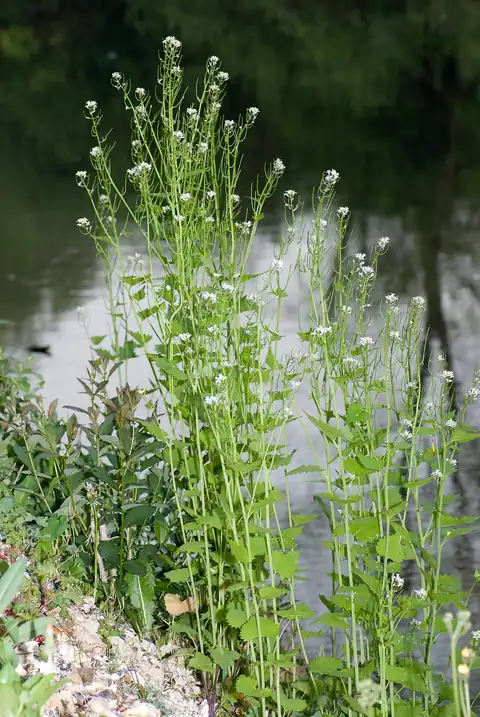 Foto dokumenter Alliaria petiolata