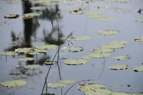 Foto dokumenter Schoenoplectus etuberculatus
