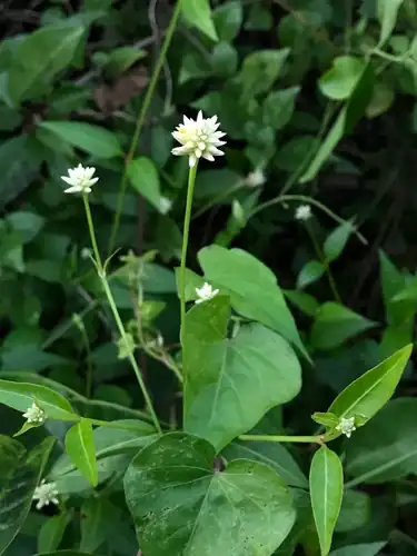 Foto dokumenter Alternanthera flavescens