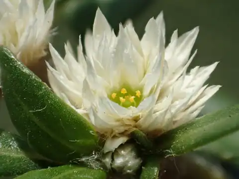 Foto dokumenter Alternanthera paronychioides