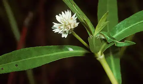 Foto dokumenter Alternanthera philoxeroides