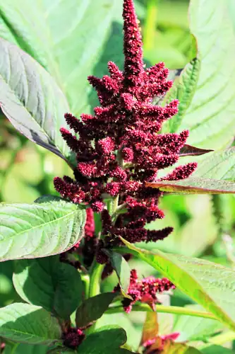 Foto dokumenter Amaranthus hypochondriacus