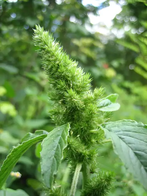 Foto dokumenter Amaranthus retroflexus