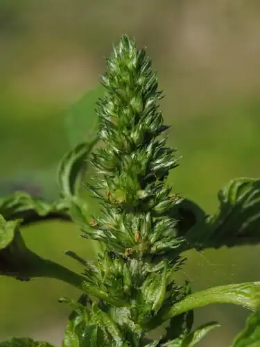 Foto dokumenter Amaranthus tricolor