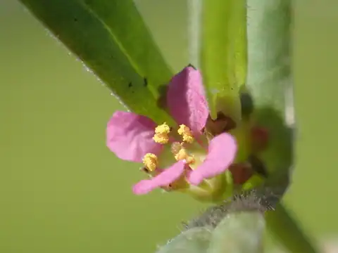 Foto dokumenter Ammannia auriculata