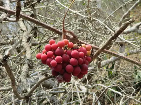 Foto dokumenter Ampelocissus acapulcensis