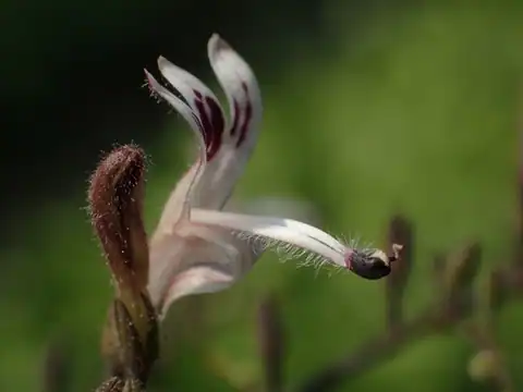 Foto dokumenter Andrographis paniculata
