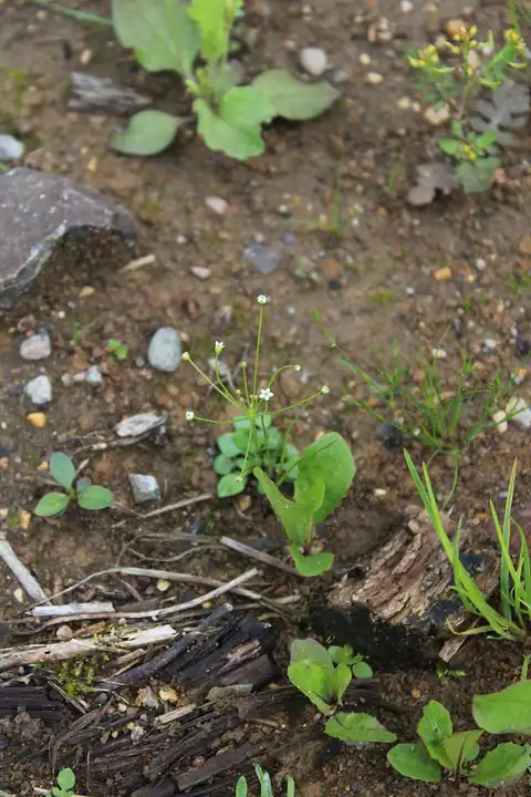 Foto dokumenter Androsace filiformis