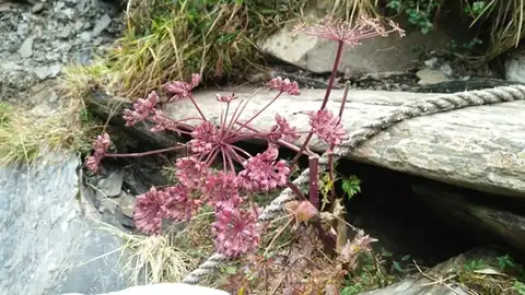 Foto dokumenter Angelica morii